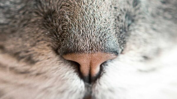 MEO対策で地域ビジネスの集客を伸ばす方法｜Googleマップで選ばれる店舗になる7つの施策